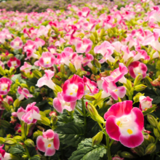 Torenia-Summery Love(Red) From Known You Seed (India)